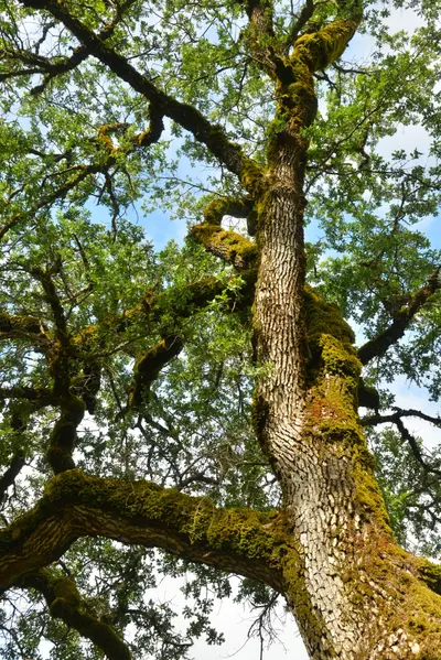 DSC_6799 (Large).JPG